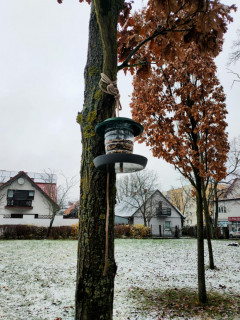 karmnik na drzewie