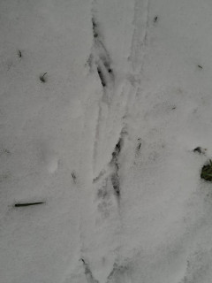 Tropy zwierząt na śniegu