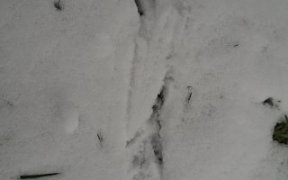 Tropy zwierząt na śniegu