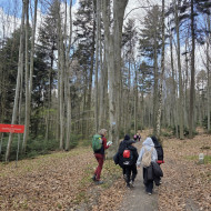 na niebieskim szlaku rezerwatu przyrody Cisów