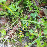 Salamandra plamista na szlaku.