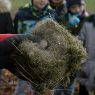 z   Z bliska widać jak wygląda takie gniazdo sikorek – wykonane, uplecione z trawy