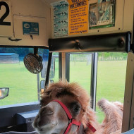 Wielbłąd wita podróżujących autobusem.