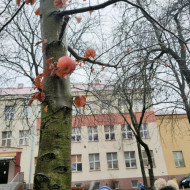 wieszanie karmników na drzewach