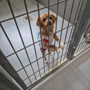 Mały piesek w kojcu.