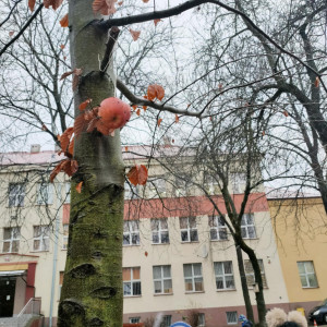 wieszanie karmników na drzewach