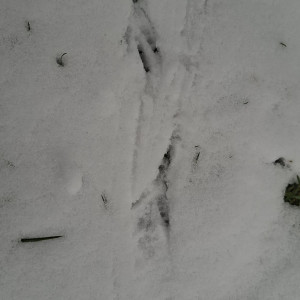 Tropy zwierząt na śniegu